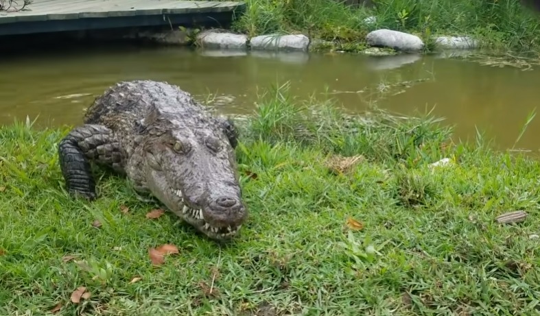 Pet Crocodile Comes Over Like A Dog When Called By Her Name!